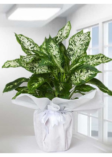 Dieffenbachia Canlı  Saksı Çiçeği