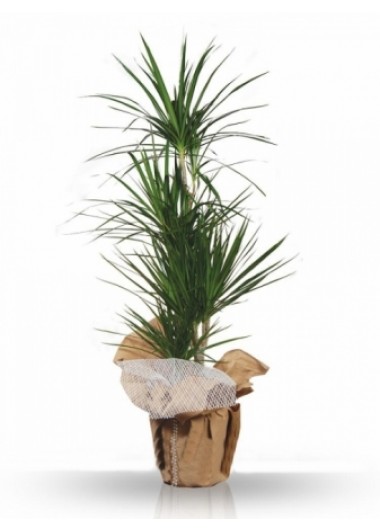 Dracena Marginata Saksı Çiçeği